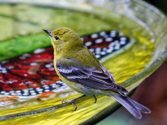 Маленькая птичка пьет воду