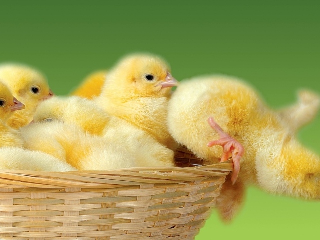 Маленькие желтые цыплята в корзине