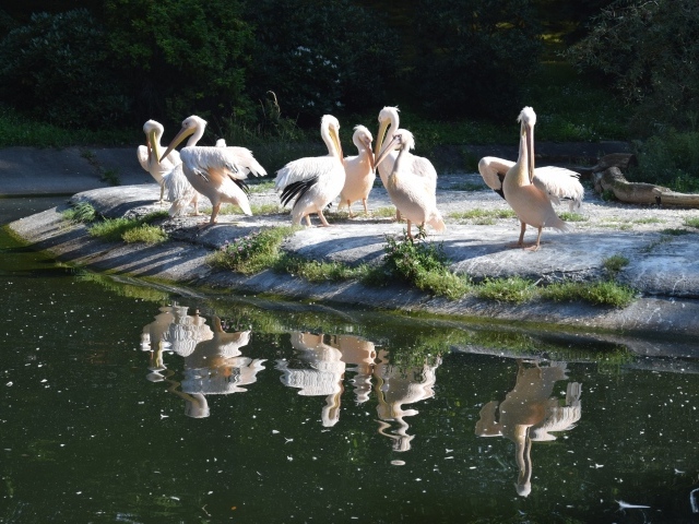 Много пеликанов на берегу водоема