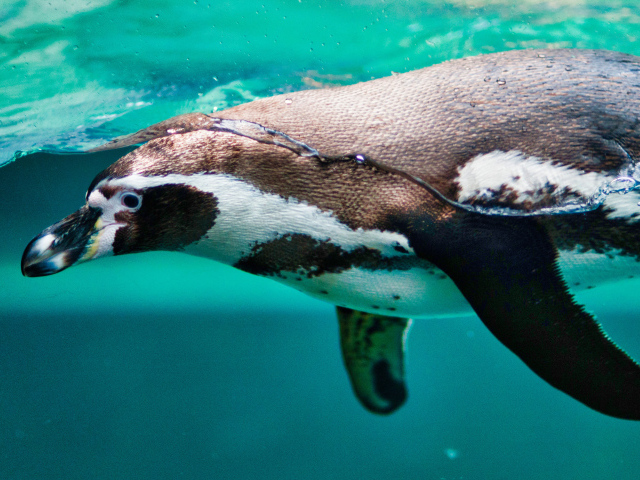 Пингвин плавает в воде