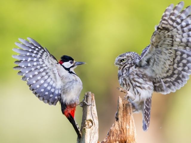 Ссора совы и дятла на сухом дереве