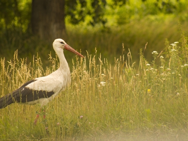 Аист идет по зеленой высокой траве