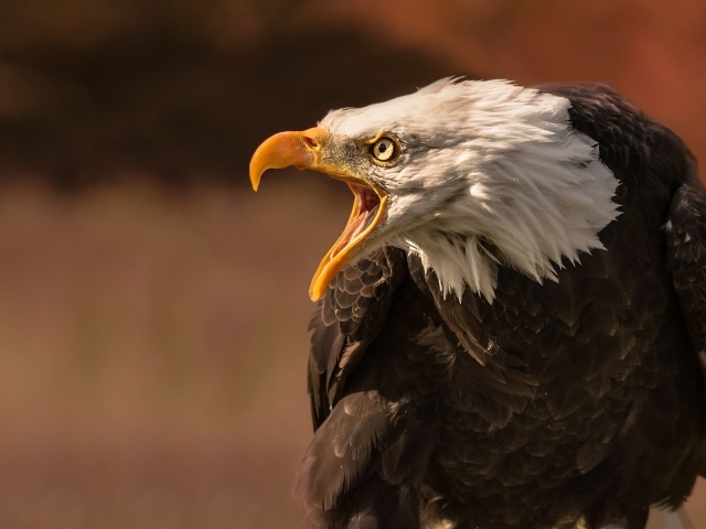 Грозный белоголовый орел с открытым клювом 