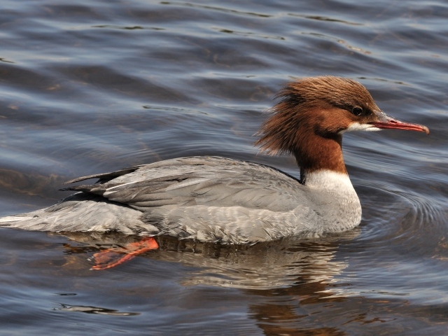 Птица крохаль в воде
