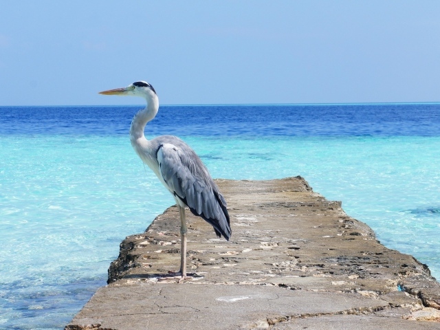Цапля стоит на каменном мосту на фоне моря