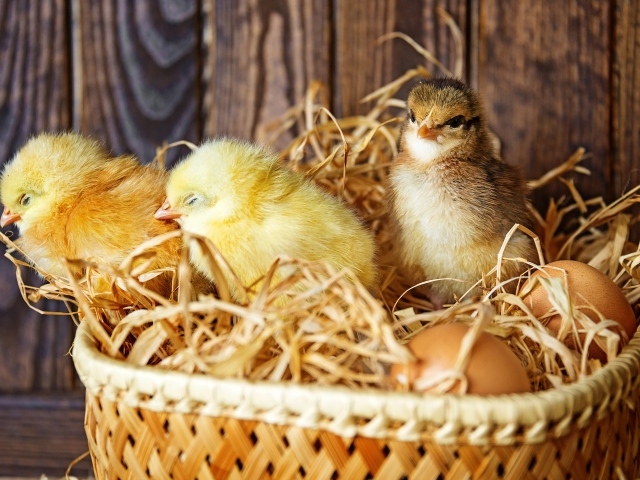 Три маленьких цыпленка в гнезде с яйцами
