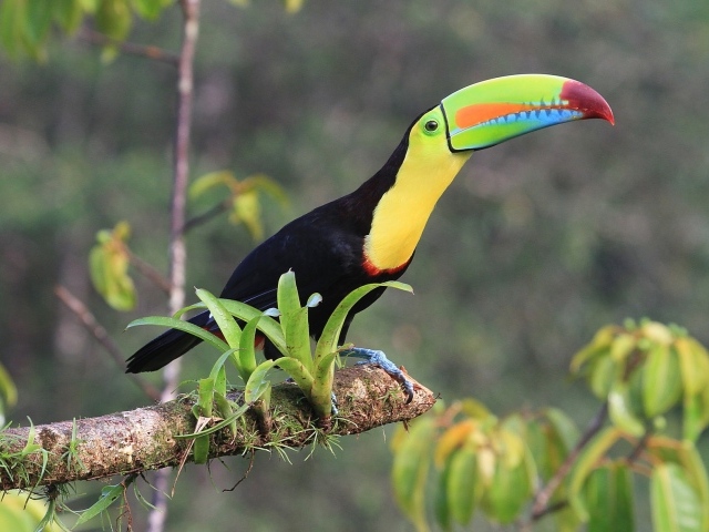 Тукан с длинным клювом сидит на ветке