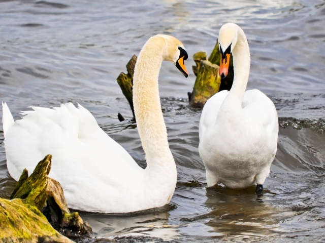 Два красивых белых лебедя в воде