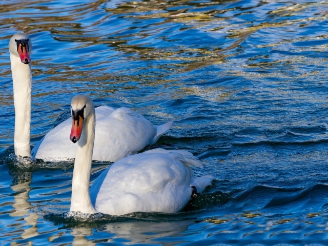 Два красивых белых лебедя в прозрачной воде