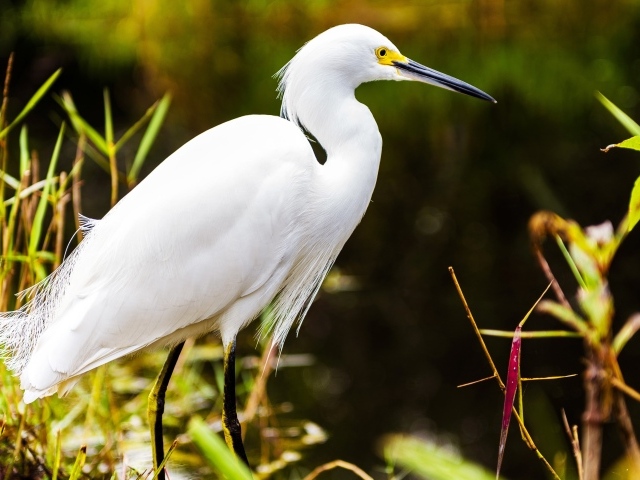 Белый херон в джунглях