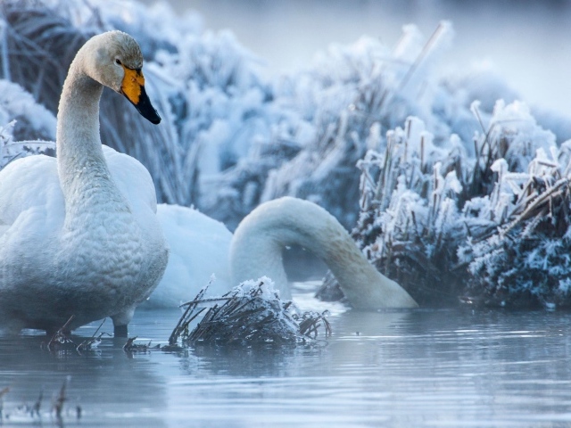 Белые лебеди на озере зимой