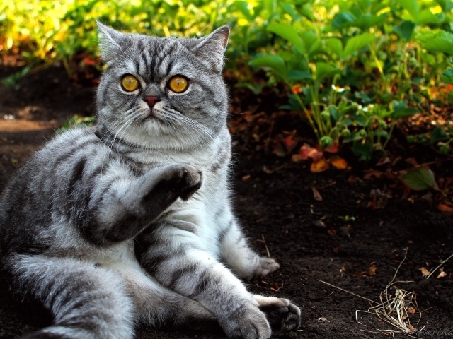 Шотландский кот лежит на земле в саду