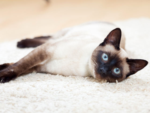 Красивый голубоглазый сиамский кот лежит на полу