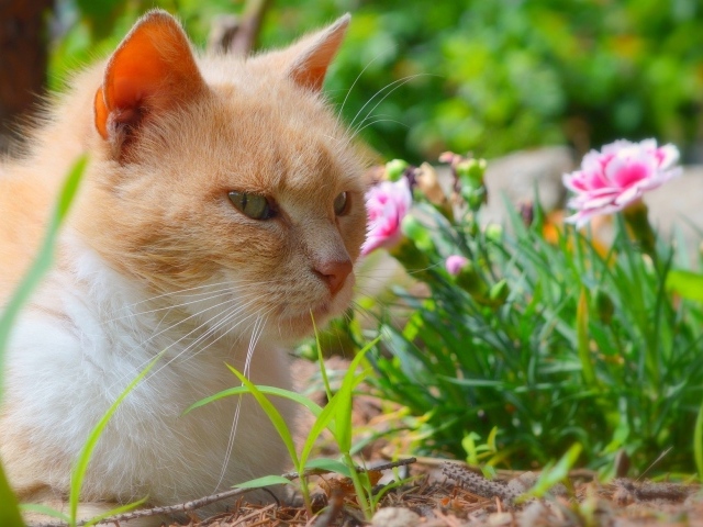 Красивый рыжий кот сидит на фоне цветов