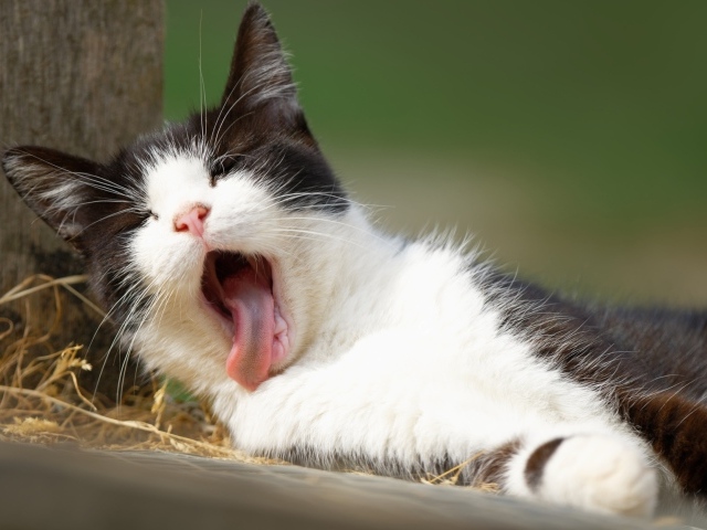 Черно белый зевающий кот лежит на земле