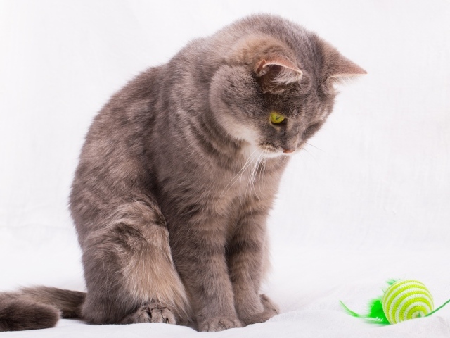 Кошка смотрит на игрушку на веревке на сером фоне