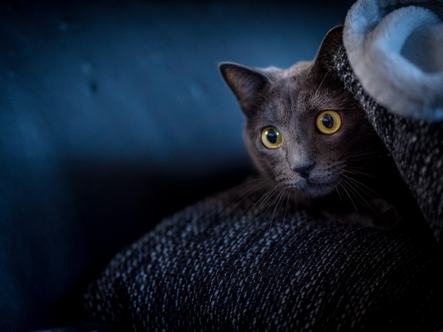 Испуганный кот с желтыми глазами прячется на диване