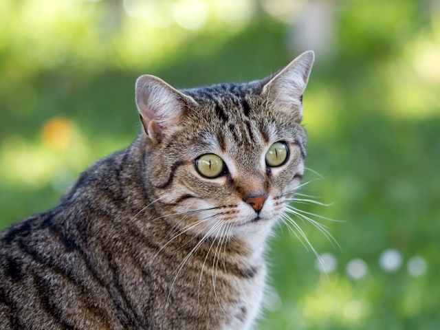 Взгляд серого зеленоглазого кота с длинными усами