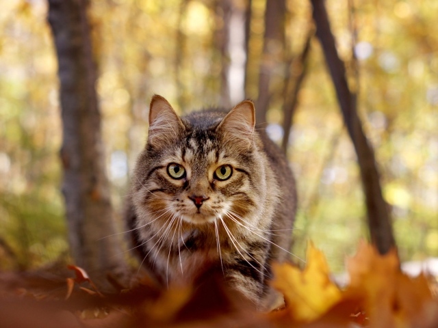 Зеленоглазый серый кот стоит на желтой листве в лесу