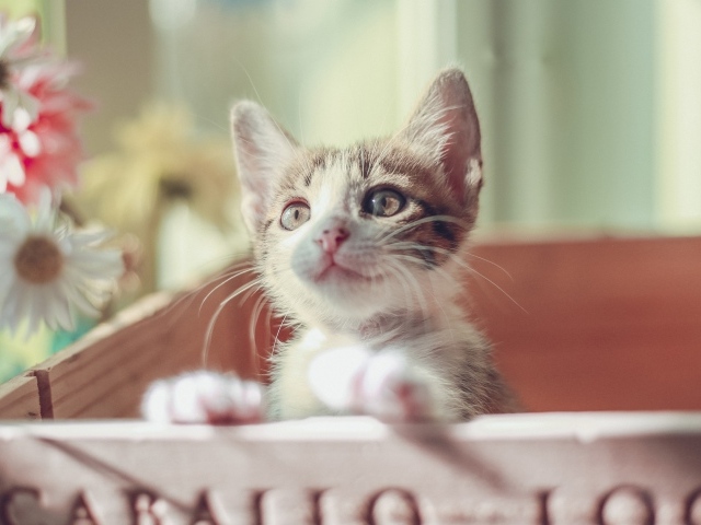 Маленький милый котенок в ящике 