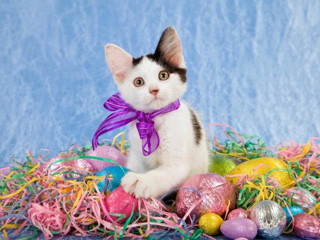 Маленький забавный котенок с бантом сидит на шоколадных пасхальных яйцах