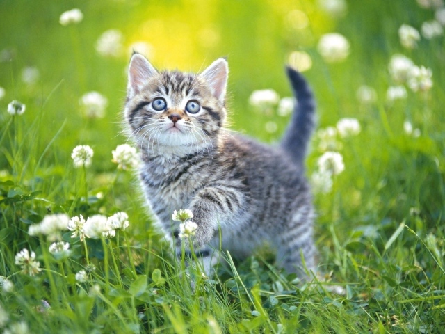 Маленький серый котенок гуляет по зеленой траве