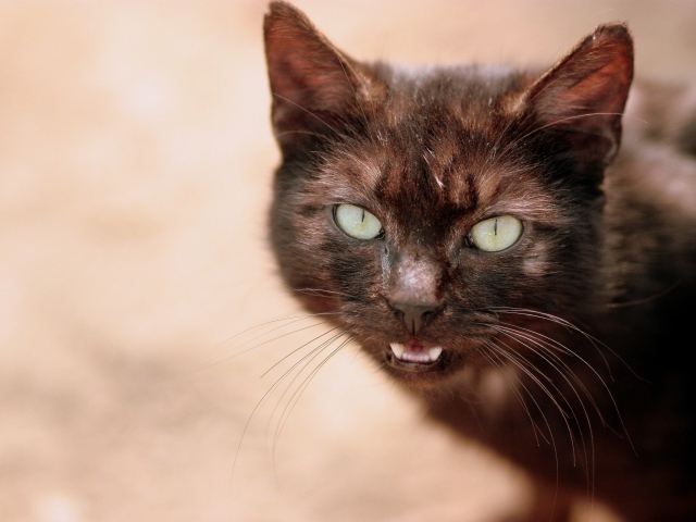 Мяукающий черный кот