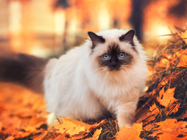 Породистый сиамский кот с голубыми глазами гуляет по желтой листве