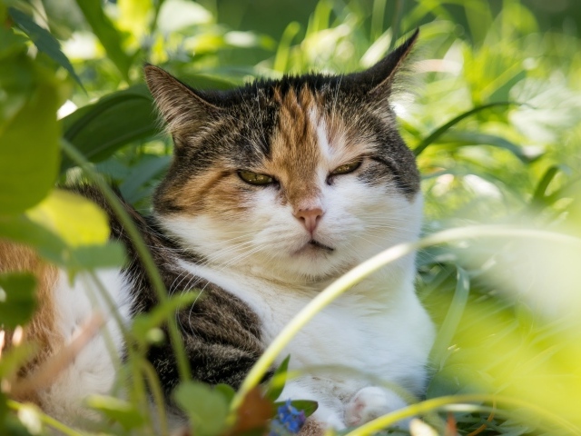 Сонный кот лежит в зеленой листве