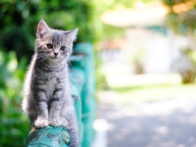 Маленький серый котенок сидит на перилах