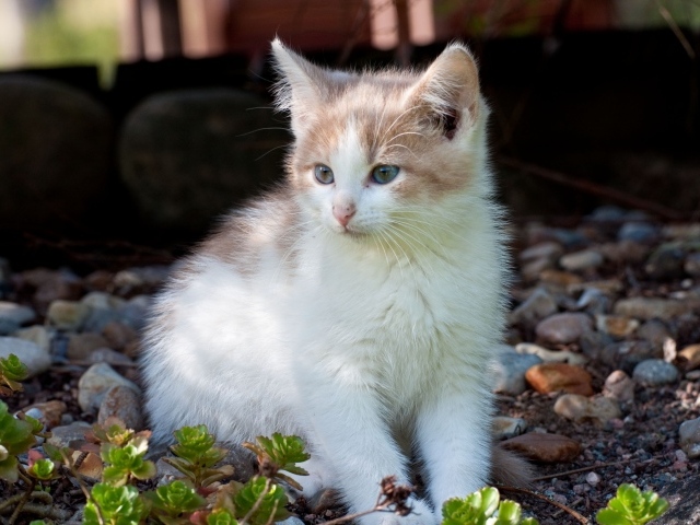 Маленький котенок сидит на мелких камнях
