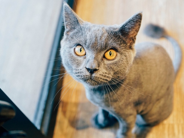 Суровый взгляд британского кота 