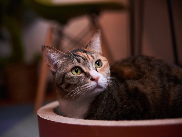 Взгляд трехцветной кошки 