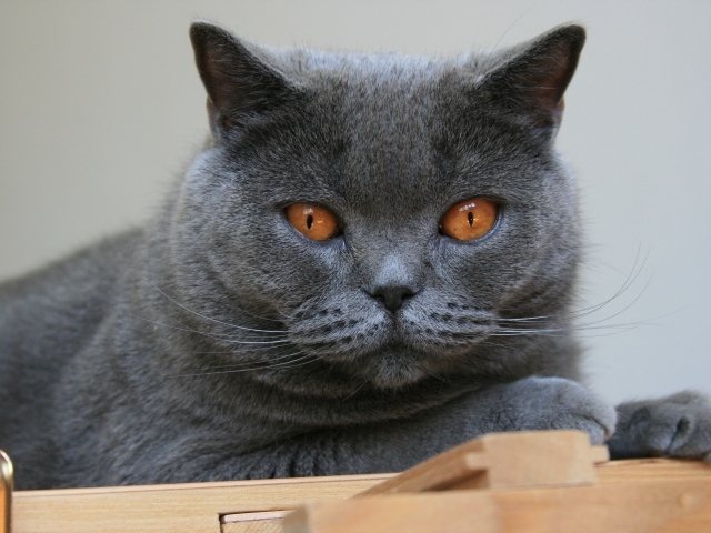 Красивый британский кот с желтыми глазами