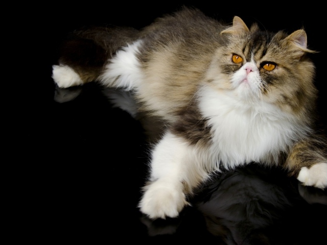 Красивый персидский кот на черном фоне