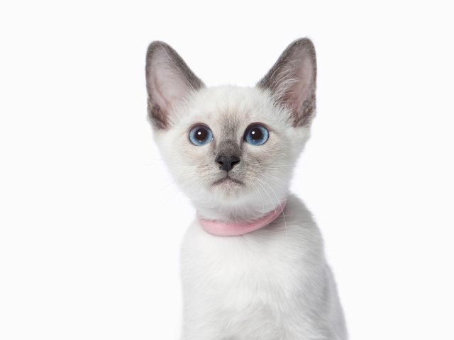 Красивый голубоглазый породистый котенок на белом фоне