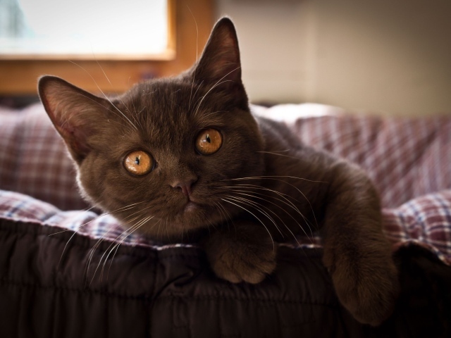 Красивый коричневый котенок