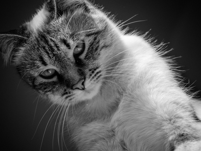 Красивый кот черно -белое фото 