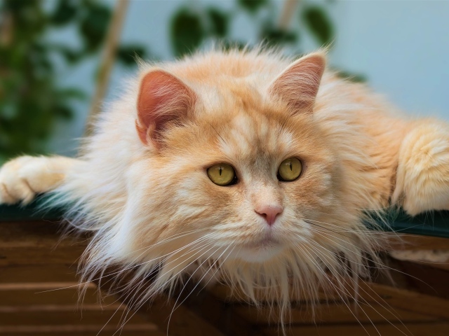 Красивый пушистый рыжий кот