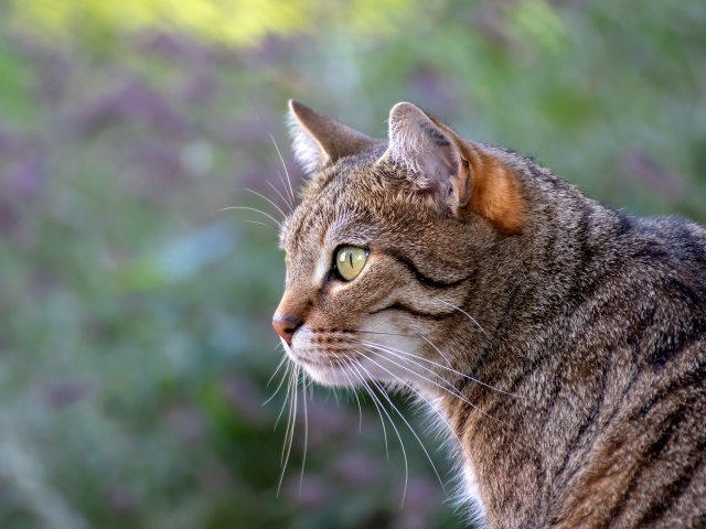 Красивый серый зеленоглазый кот