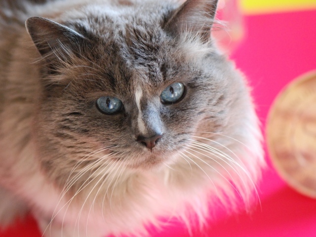 Красивый взгляд пушистого голубоглазого кота