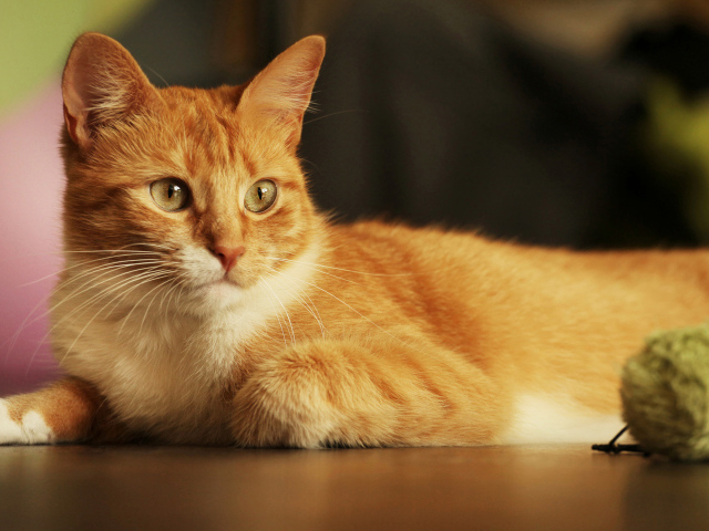Красивый рыжий кот с игрушкой 