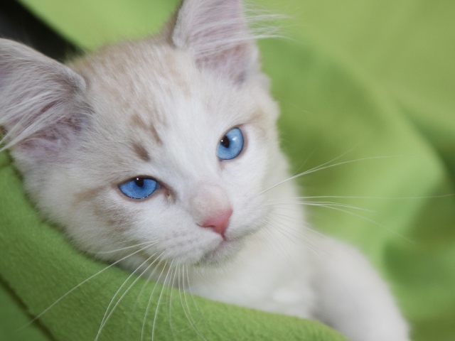 Красивый взгляд голубоглазой кошки