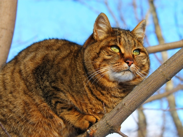 Большой красивый серый кот на дереве