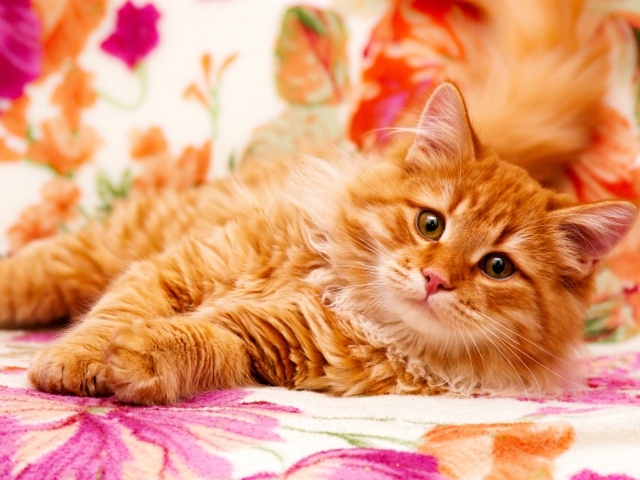Большой рыжий кот лежит на кровати
