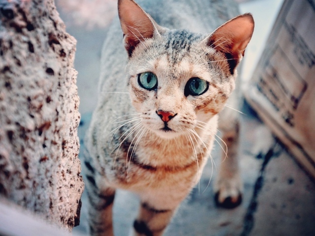 Голубоглазая серая кошка с грустным взглядом