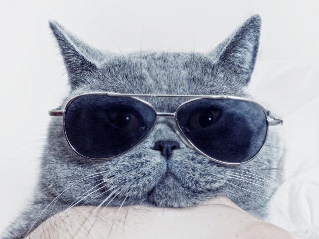 Британский кот в очках