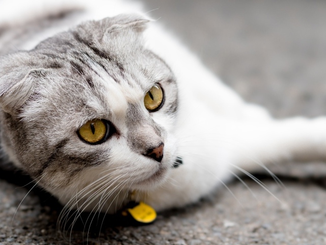 Британский вислоухий кот лежит на асфальте 