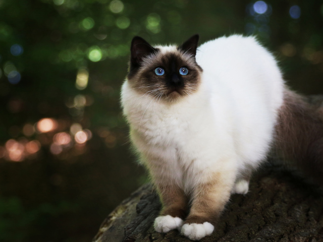 Бирманская кошка с голубыми глазами на дереве 
