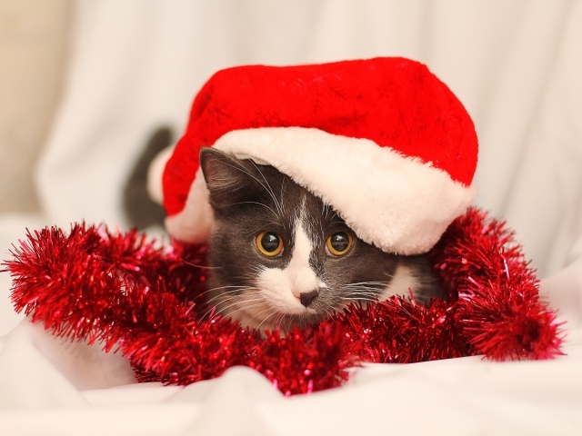 Кот в красной новогодней шапке с мишурой